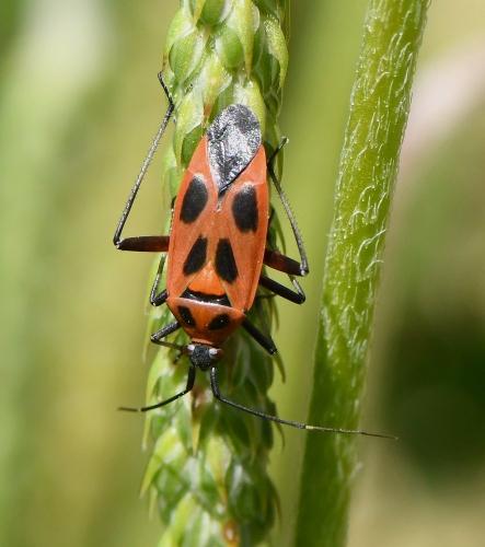 Réf. 228 954 : Calocoris nemoralis